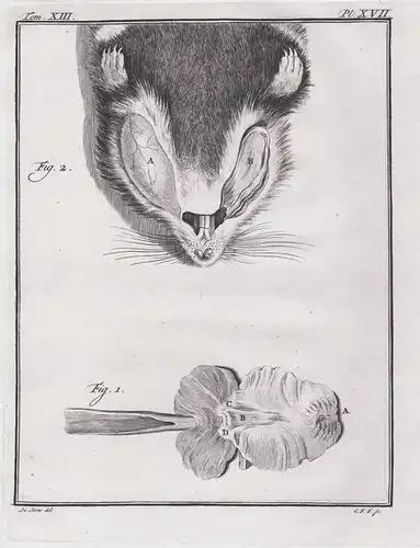 Pl. XVII - Hamster / Knochen bones / Kopf head / Tiere animals animaux