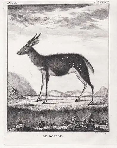 Le Bosbok - bushbuck Bock ram / Tiere animals animaux