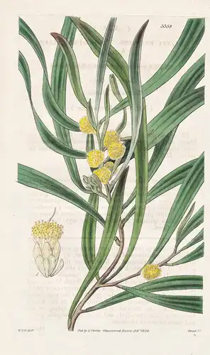 Acacia brevipes. Short-pedicelled acacia. Tab. 3358 - Australia Australien / Pflanze Planzen plant plants / fl