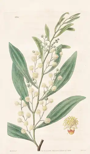 Acacia umbrosa. Shady acacia. Tab. 3338 - Australia Australien / Pflanze Planzen plant plants / flower flowers