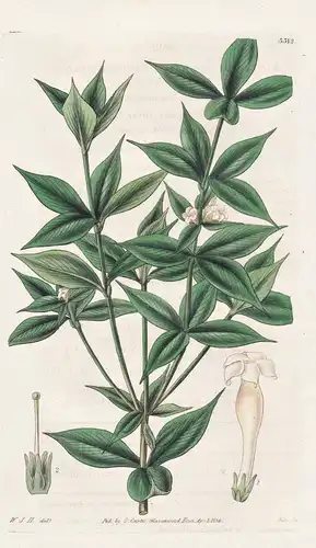 Alyxia fuscifolia. Butcher's-broom-leaved Alyxia. Tab. 3312 - Australia Australien / Pflanze Planzen plant pla
