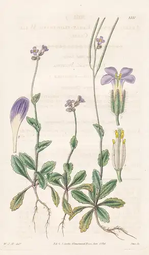 Arabis verna. Early-flowering wall-cress. Tab. 3331 - Pflanze Planzen plant plants / flower flowers Blume Blum
