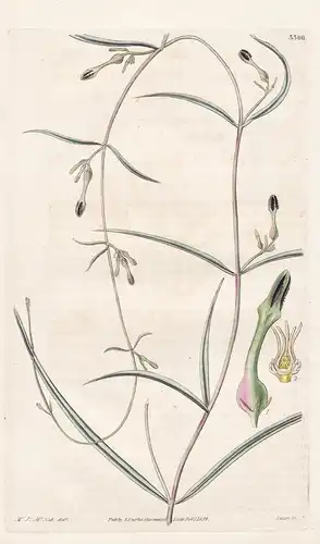 Ceropegia lushii. Mr. Lush's ceropegia. Tab. 3300 - East Indies / Pflanze Planzen plant plants / flower flower