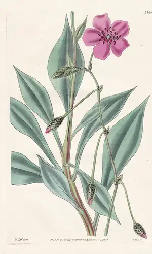 Calandrinia grandiflora. Large-flowered calandrinia. Tab. 3369 - Pflanze Planzen plant plants / flower flowers