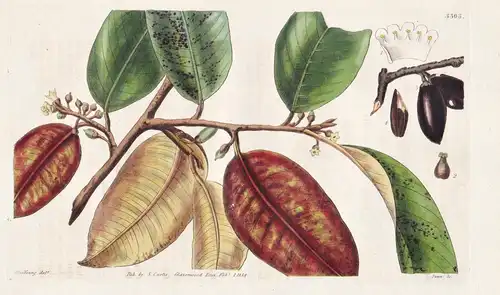 Chrysophyllum monopyrenum. Date-shaped, or damascene-plum, star-apple. Tab. 3303 - Madeira  / Pflanze Planzen