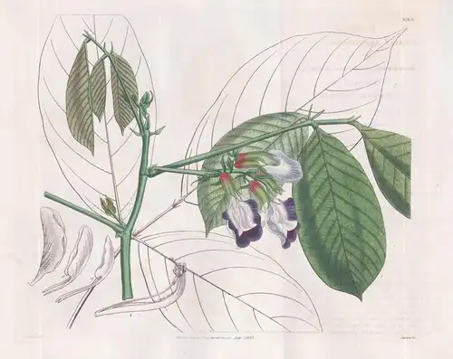 Clitoria? Arborescens. Woody Clitoria. Tab. 3165 - Trinidad / Pflanze Planzen plant plants / flower flowers Bl