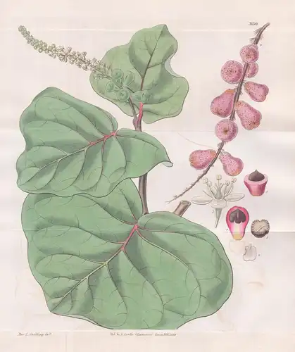 Coccoloba uvifera. Round-leaved sea-side grape. Tab. 3130 - West Indies / Pflanze Planzen plant plants / flowe