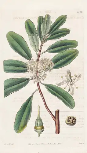 Cyminosma oblongifolia. Oblong-leaved Cyminosma. Tab. 3322 - Australia Australien / Pflanze Planzen plant plan