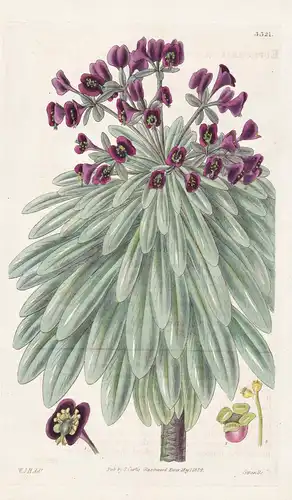 Euphorbia atro-purpurea. Blood-flowered spurge. Tab. 3321 - Tenerife Teneriffa / Pflanze Planzen plant plants