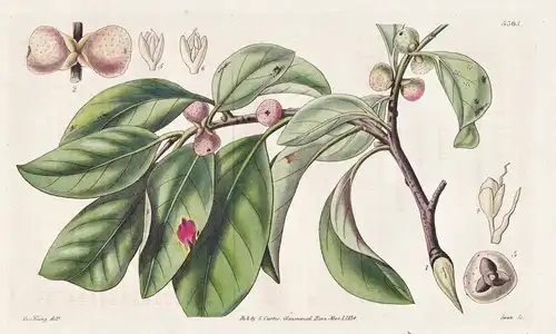 Ficus comosa. Comose, or tufted fig. Tab. 3303 - Pflanze Planzen plant plants / flower flowers Blume Blumen /