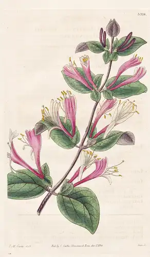 Lonicera Chinensis. Chinese honeysuckle. Tab. 3316 - China / Pflanze Planzen plant plants / flower flowers Blu