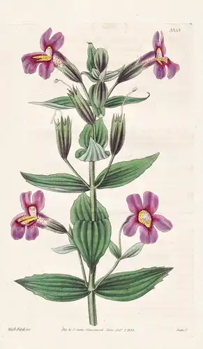Mimulus roseus. Rose-coloured monkey-flower. Tab. 3353 - North America Nordamerika / Pflanze Planzen plant pla