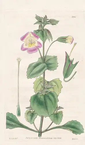 Minulus luteus, var. variegatus. Yellow chilian monkey-flower. Tab. 3336 - Chile / Pflanze Planzen plant plant