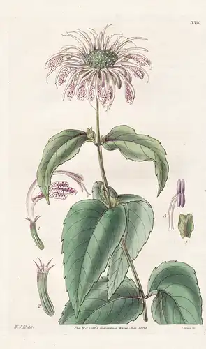 Monarda fistulosa; (flore maculato). Fistulose monarda; spotted flowered. Tab. 3310 - North America Nordamerik