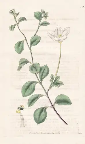 Nierembergia calycina. Large-flowered Nierembergia. Tab. 3371 - Uruguay River South America Südamerika / Pflan