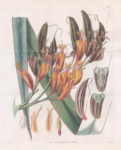 Phormium tenax. New Zealand Flax. Tab. 3199 - Pflanze Planzen plant plants / flower flowers Blume Blumen / bot