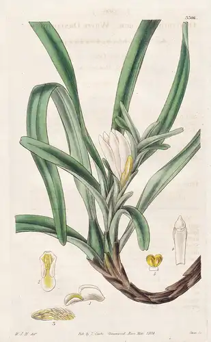 Ornithidium album. White ornithidium. Tab. 3306 - Trinidad / Pflanze Planzen plant plants / flower flowers Blu