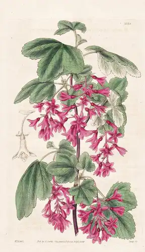 Ribes sanguineum. Red-flowered currant. Tab. 3335 - North America Nordamerika / Pflanze Planzen plant plants /