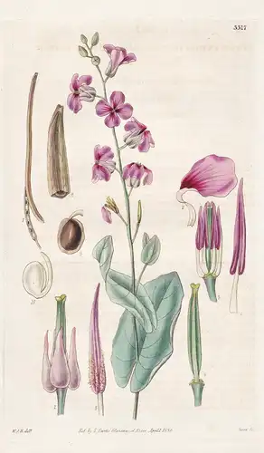 Streptanthus obtusifolius. Blunt-leaved streptanthus. Tab. 3317 - North America Nordamerika / Pflanze Planzen