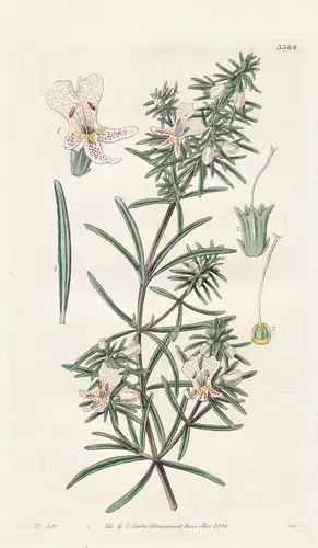Westringia dampieri. Dampier's westringia. Tab. 3308 - Australia Australien / Pflanze Planzen plant plants / f