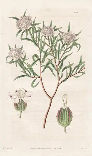Trachymene lanceolata. Lance-leaved trachymene. Tab. 3334 - Australia Australien / Pflanze Planzen plant plant