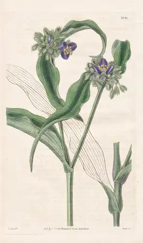 Tradescantia Pilosa. Hairy spiderwort. Tab. 3291 - Pflanze Planzen plant plants / flower flowers Blume Blumen