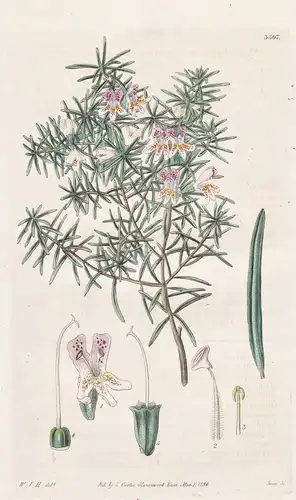 Westringia cinerea. Ash-coloured westringia. Tab. 3307 - Australia Australien / Pflanze Planzen plant plants /