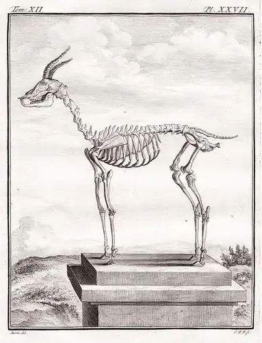 Pl. XXVII - Gazelle / Skelett skeleton / Tiere animals animaux