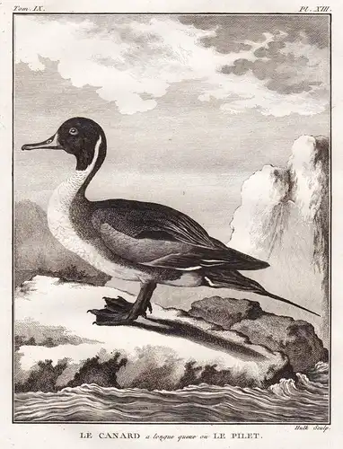Le canard a longue queue ou le pilet - Canard pilet Spießente Northern pintail / ducks Ente Enten / Vögel bird