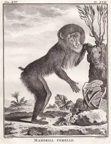 Mandrill femelle - Mandrill / Africa Afrika / Affe monkey Affen monkey Primate primates / Tiere animals animau