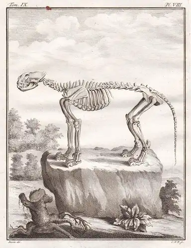 Pl. VIII. - Löwe lion Löwen lions / Raubkatze / Skelett skeleton / Tiere animals animaux