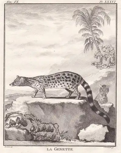 La Genette - genet Kleinfleck-Ginsterkatze / Tiere animals animaux