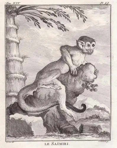Le Saimiri - Squirrel monkey Totenkopfaffen / Affe monkey Affen monkey singe Primate primates / Tiere animals