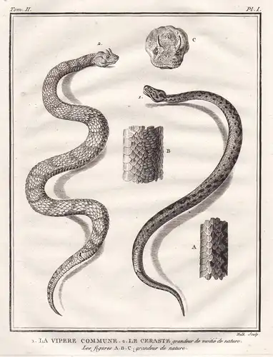 1. La vipere commune. 2. Le ceraste - Viper vipere Wüsten-Hornviper / snake Schlange snakes Schlangen