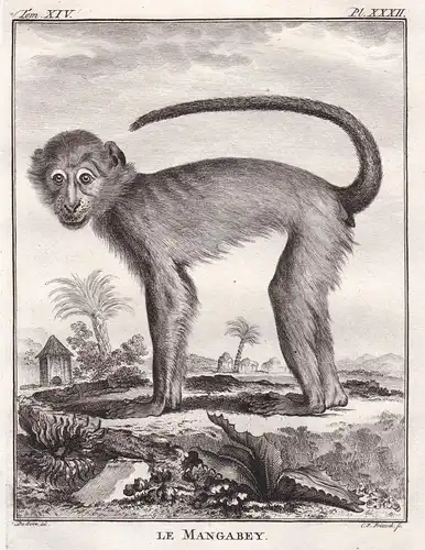 Le Mangabey - Mangaben / Affe monkey Affen monkey singe Primate primates / Tiere animals animaux