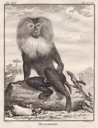 Ouanderou - Bartaffe Lion-tailed macaque wanderoo / Affe monkey Affen monkey Primate primates / Tiere animals