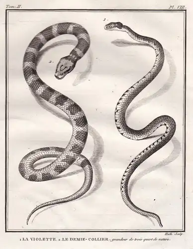 1. La violette. 2. Le Demie-Collier, grandeur de trois quart de nature - snake Schlange snakes Schlangen