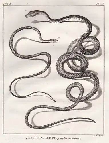 1. Le Boiga. 2. Le fil grandeur de nature - Nachtbaumnattern Boiga / snake Schlange snakes Schlangen