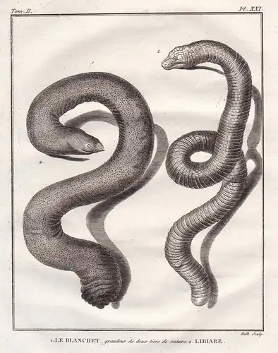 1. Le blanchet, grandeur de deux tiers de nature. 2. Libiare. - snake Schlange snakes Schlangen
