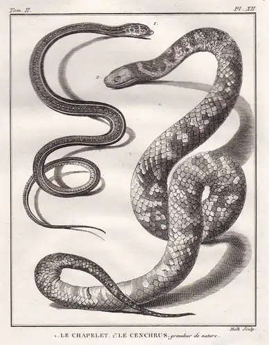 1. Le chapelet. 2. Le cenchrus, grandeur de nature - snake Schlange snakes Schlangen