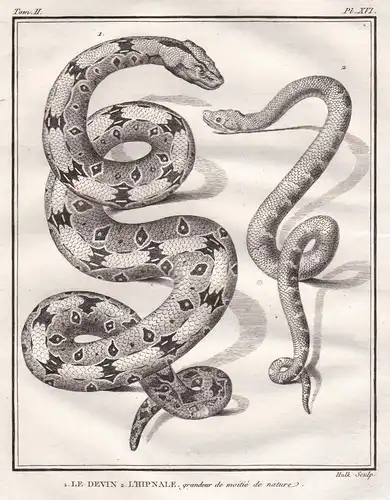 1. Le Devin. 2. L'Hipnale, grandeur de moitie de nature - Hypnale hypnale Indische Nasenotter / snake Schlange