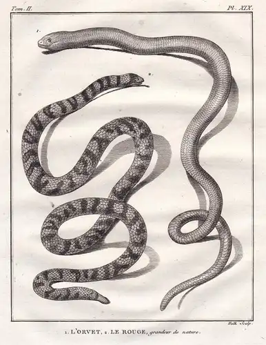 1. L'Orvet. 2. Le Rouge, grandeur de nature. - Slow worm Blindschleiche / snake Schlange snakes Schlangen