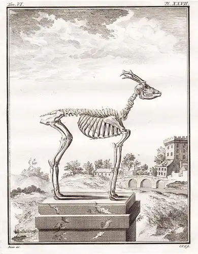 PL. XXVII. - Reh deer Chevreuil / Skelett skeleton / Tiere animals animaux