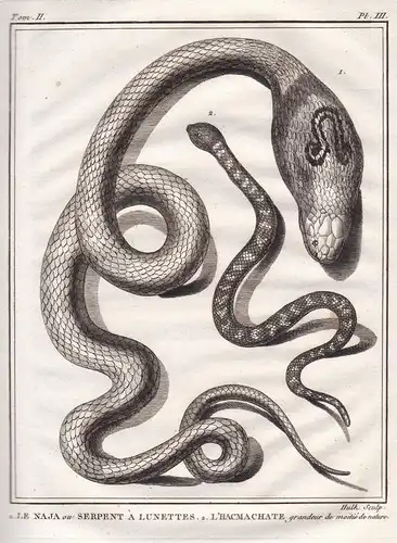1. Le naja ou serpent a lunettes. 2. L'Hacmachate grandeur de moitie de nature. - Naja cobra Kobra / snake Sch
