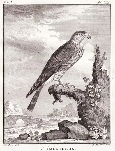 L'Emerillon - Merlin Faucon Falke Falken Falconidae falcon Falke Greifvögel Greifvogel / Vogel Vögel bird of p