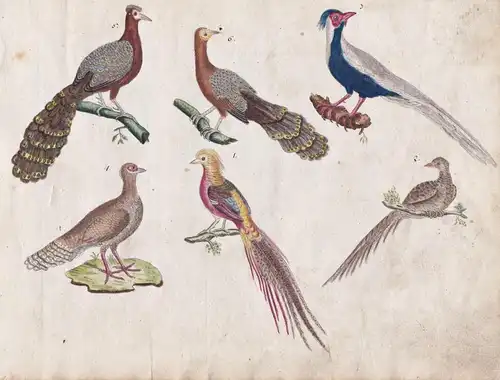 No. 111 - Chinesische Vögel / Vogel bird Vögel birds