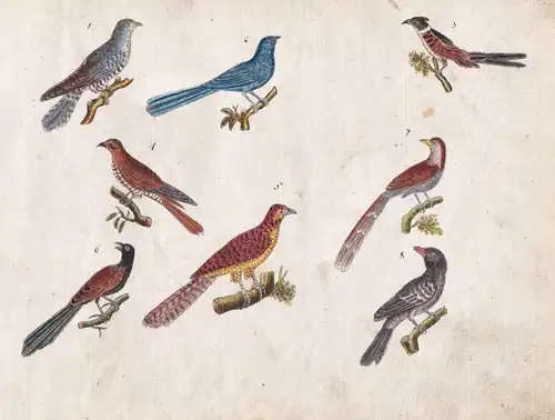 No. 108 - Vögel birds / Singvögel songbirds