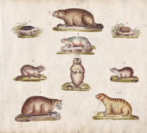 No. 144 - Murmeltier Maulwurf / marmot mole