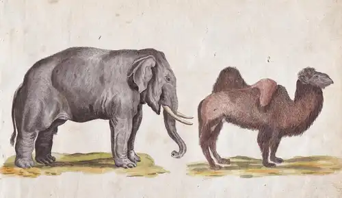 No. 148 - Elefant Kamel elephant camel / Tiere animals animaux