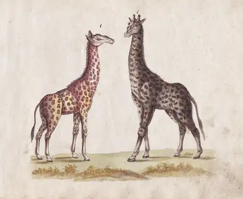 No. 152 - Giraffe / giraffe